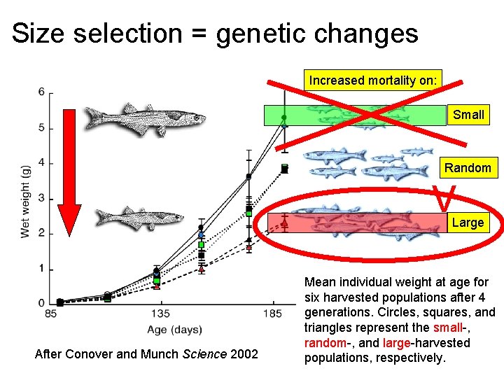 Size selection = genetic changes Increased mortality on: Small Random V Large After Conover