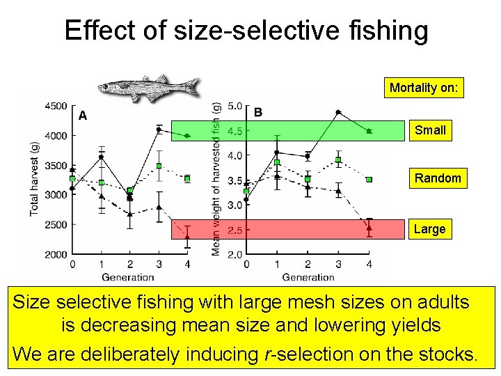 Effect of size-selective fishing Mortality on: Small Random Large Trends in average total weight