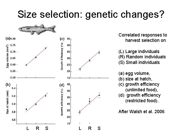 Size selection: genetic changes? Correlated responses to harvest selection on (L) Large individuals (R)