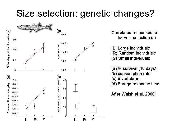 Size selection: genetic changes? Correlated responses to harvest selection on (L) Large individuals (R)