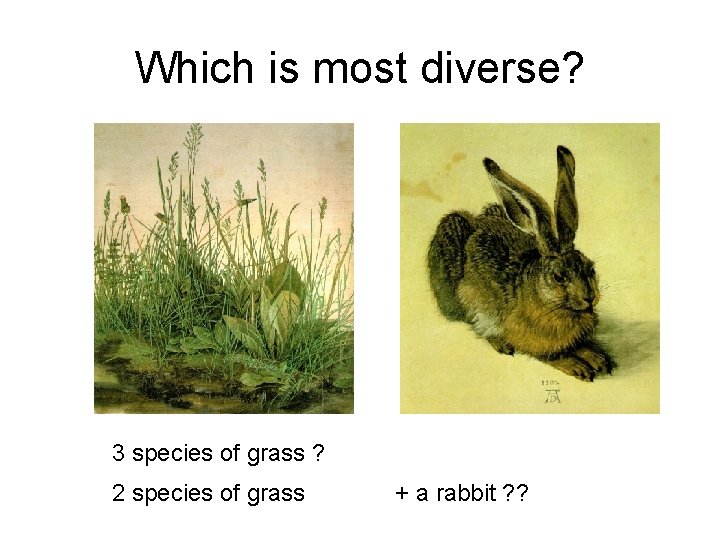 Which is most diverse? 3 species of grass ? 2 species of grass +