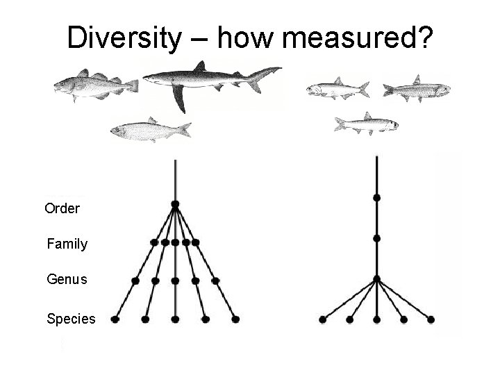 Diversity – how measured? Order Family Genus Species 