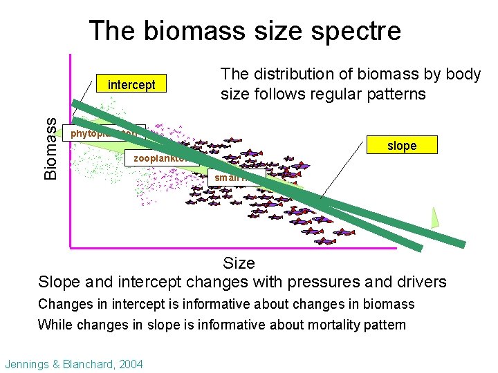 The biomass size spectre Biomass intercept The distribution of biomass by body size follows