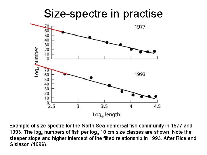 Size-spectre in practise Example of size spectre for the North Sea demersal fish community