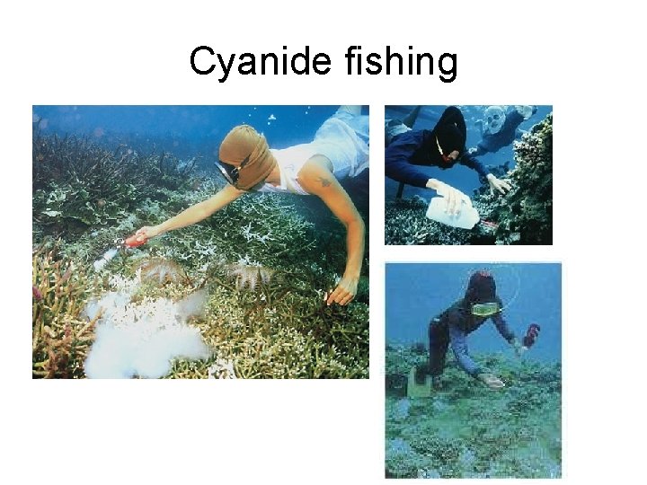 Cyanide fishing 
