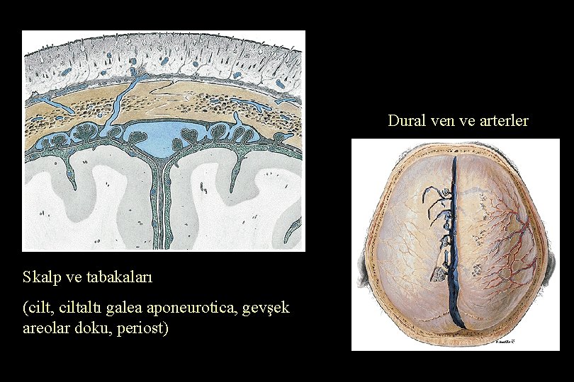 Dural ven ve arterler Skalp ve tabakaları (cilt, ciltaltı galea aponeurotica, gevşek areolar doku,