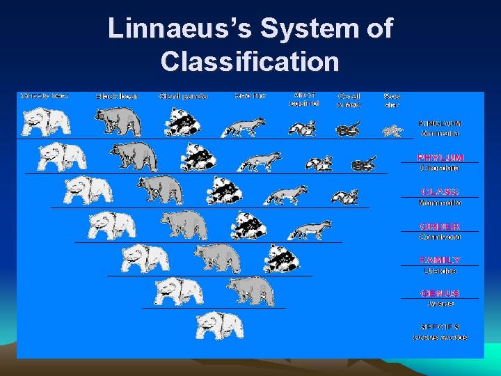 Linnaeus’s System of Classification Fill in the name of each missing taxonomic category in