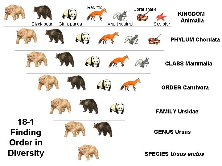 Red fox Black bear Giant panda Coral snake Abert squirrel Sea star KINGDOM Animalia