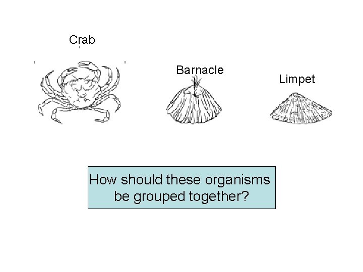 Crab Barnacle How should these organisms be grouped together? CLASSIFICATION BASED ON VISIBLE SIMILARITIES