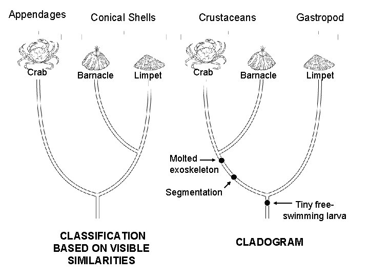 Appendages Crab Conical Shells Barnacle Limpet Crustaceans Crab Gastropod Barnacle Limpet Molted exoskeleton Segmentation