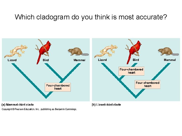 Which cladogram do you think is most accurate? 