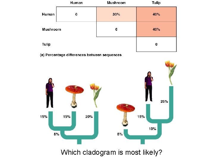 Which cladogram is most likely? 