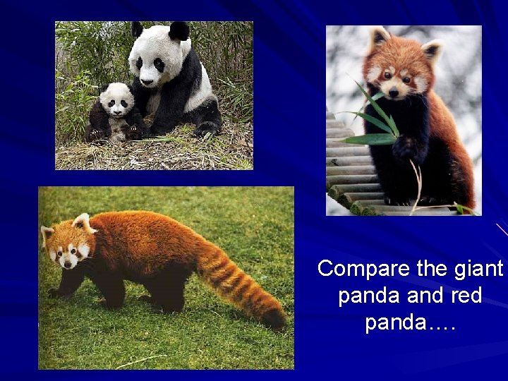 Compare the giant panda and red panda…. 
