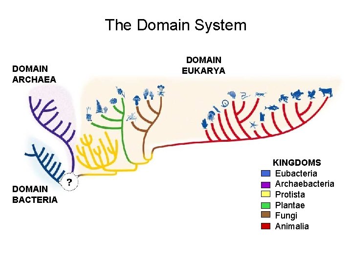 The Domain System DOMAIN ARCHAEA DOMAIN BACTERIA DOMAIN EUKARYA KINGDOMS Eubacteria Archaebacteria Protista Plantae