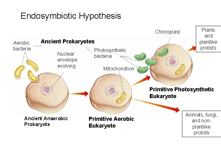 Endosymbiotic Hypothesis Chloroplast Aerobic bacteria Ancient Prokaryotes Nuclear envelope evolving Photosynthetic bacteria Plants and