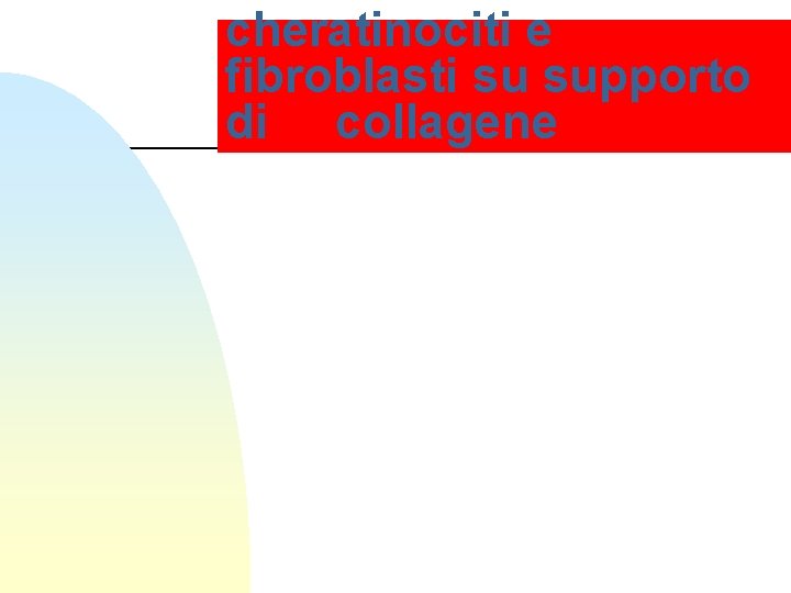 cheratinociti e fibroblasti su supporto di collagene 