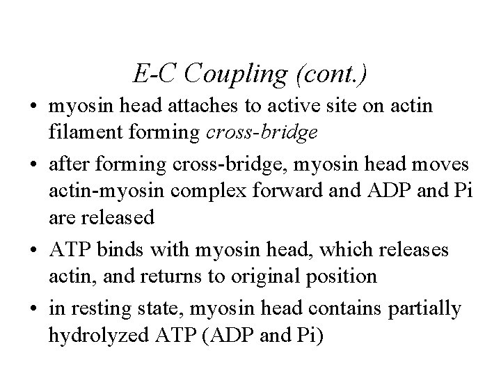 E-C Coupling (cont. ) • myosin head attaches to active site on actin filament