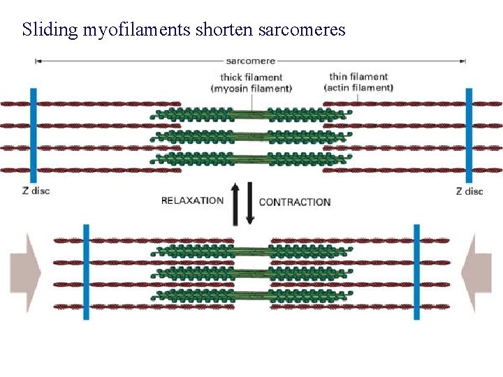 Sliding myofilaments shorten sarcomeres 