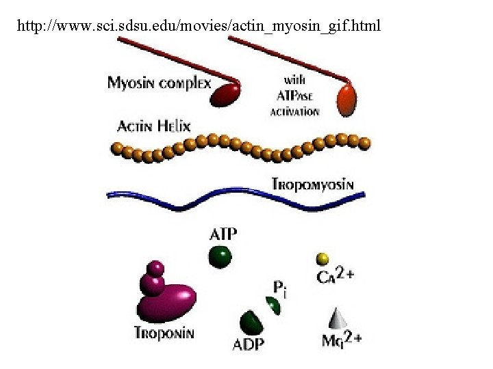 http: //www. sci. sdsu. edu/movies/actin_myosin_gif. html 