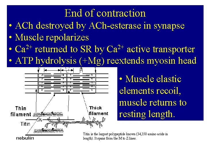 End of contraction • ACh destroyed by ACh-esterase in synapse • Muscle repolarizes •