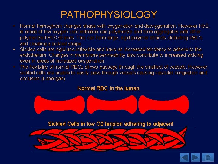 PATHOPHYSIOLOGY • • • Normal hemoglobin changes shape with oxygenation and deoxygenation. However Hb.