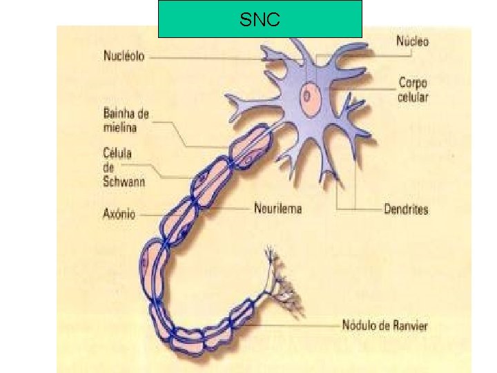 SNC 