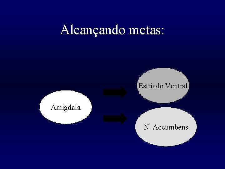 Alcançando metas: Estriado Ventral Amigdala N. Accumbens 
