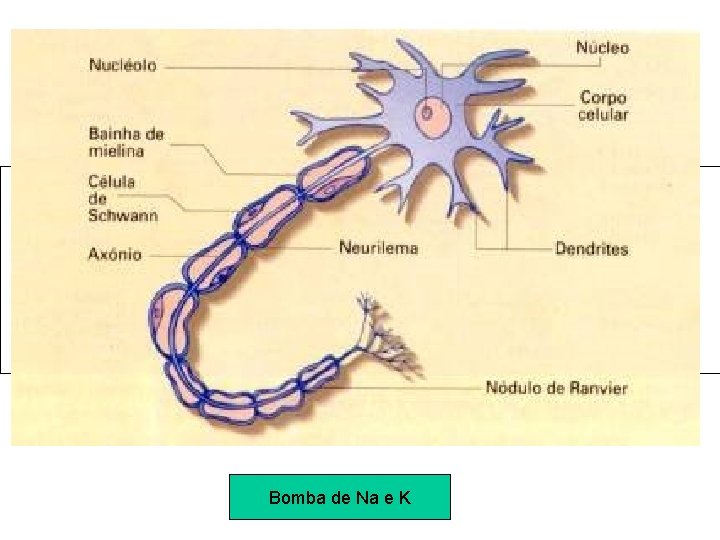  Bomba de Na e K 