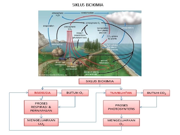 SIKLUS BIOKIMIA 