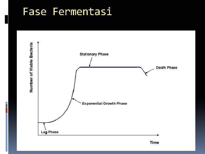 Fase Fermentasi 