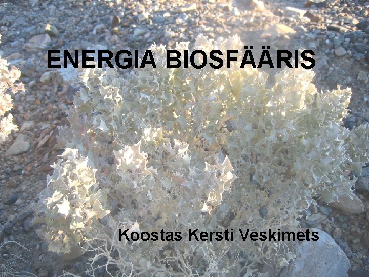 ENERGIA BIOSFÄÄRIS Koostas Kersti Veskimets 