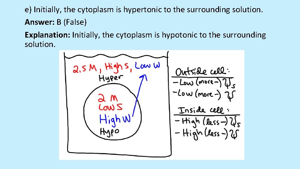 e) Initially, the cytoplasm is hypertonic to the surrounding solution. Answer: B (False) Explanation: