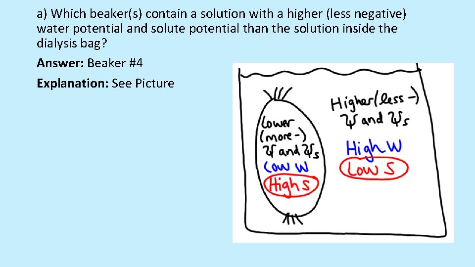 a) Which beaker(s) contain a solution with a higher (less negative) water potential and