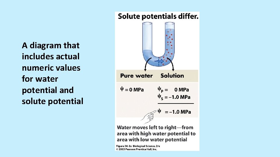 A diagram that includes actual numeric values for water potential and solute potential 