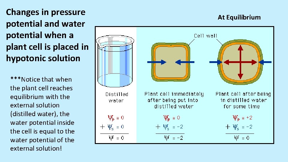 Changes in pressure potential and water potential when a plant cell is placed in