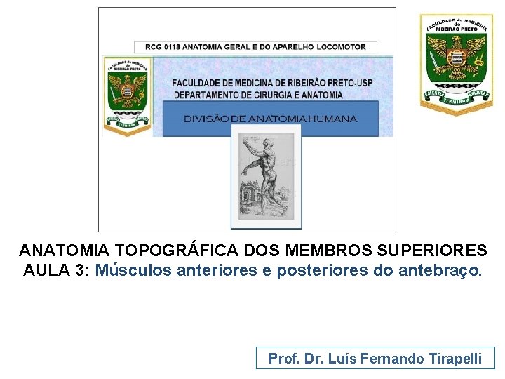 ANATOMIA TOPOGRÁFICA DOS MEMBROS SUPERIORES AULA 3: Músculos anteriores e posteriores do antebraço. Prof.