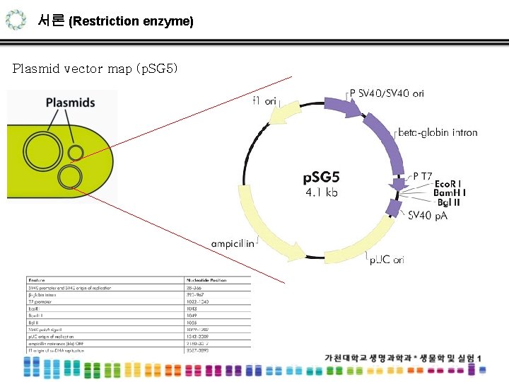 서론 (Restriction enzyme) Plasmid vector map (p. SG 5) 