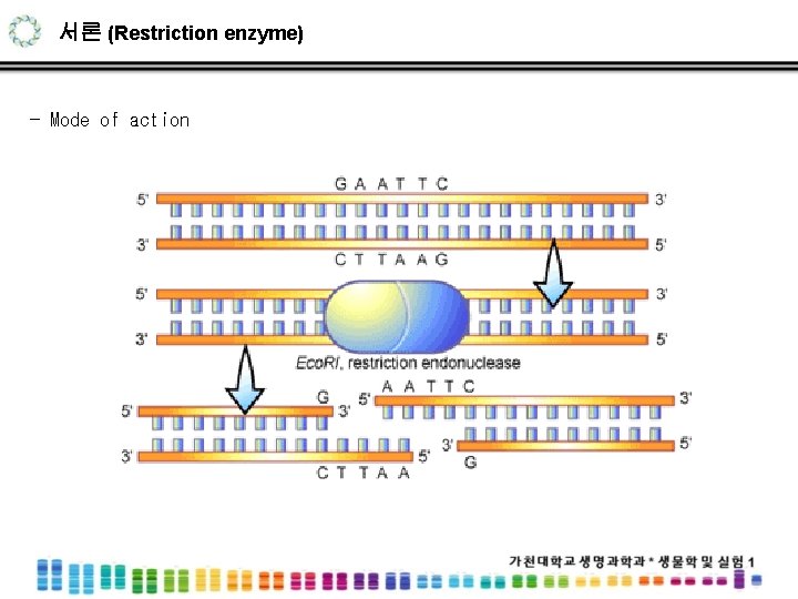 서론 (Restriction enzyme) - Mode of action 