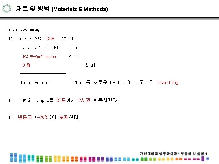 재료 및 방법 (Materials & Methods) 제한효소 반응 11. 10에서 얻은 DNA 10 ul