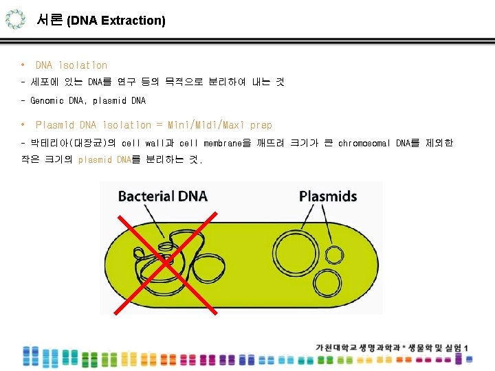 서론 (DNA Extraction) • DNA isolation - 세포에 있는 DNA를 연구 등의 목적으로 분리하여