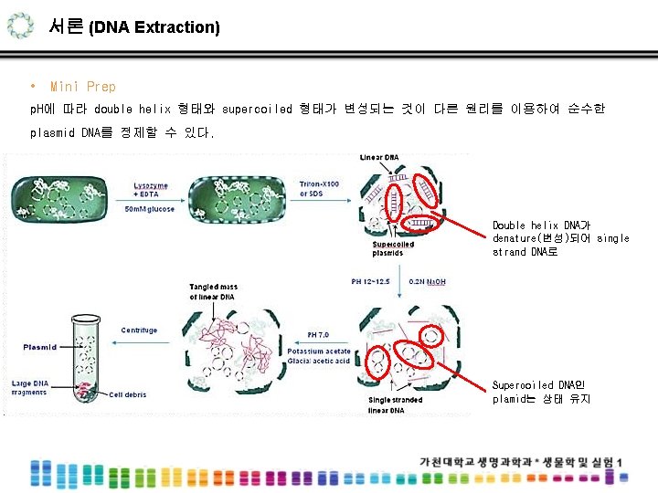 서론 (DNA Extraction) • Mini Prep p. H에 따라 double helix 형태와 supercoiled 형태가