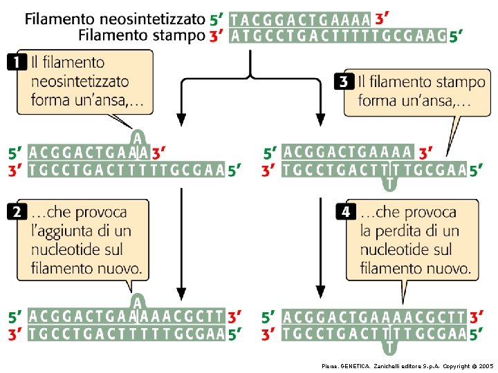 Pierce, GENETICA, Zanichelli editore S. p. A. Copyright © 2005 