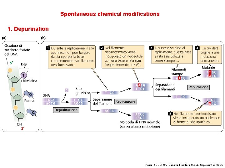 Spontaneous chemical modifications 1. Depurination Pierce, GENETICA, Zanichelli editore S. p. A. Copyright ©