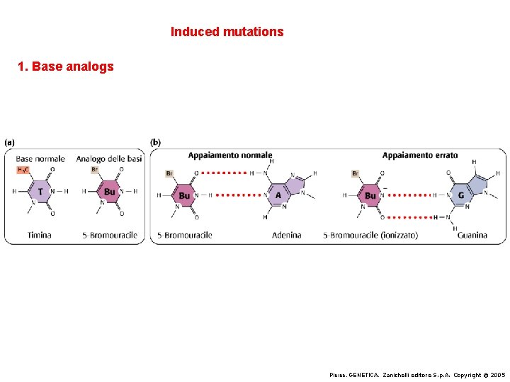 Induced mutations 1. Base analogs Pierce, GENETICA, Zanichelli editore S. p. A. Copyright ©