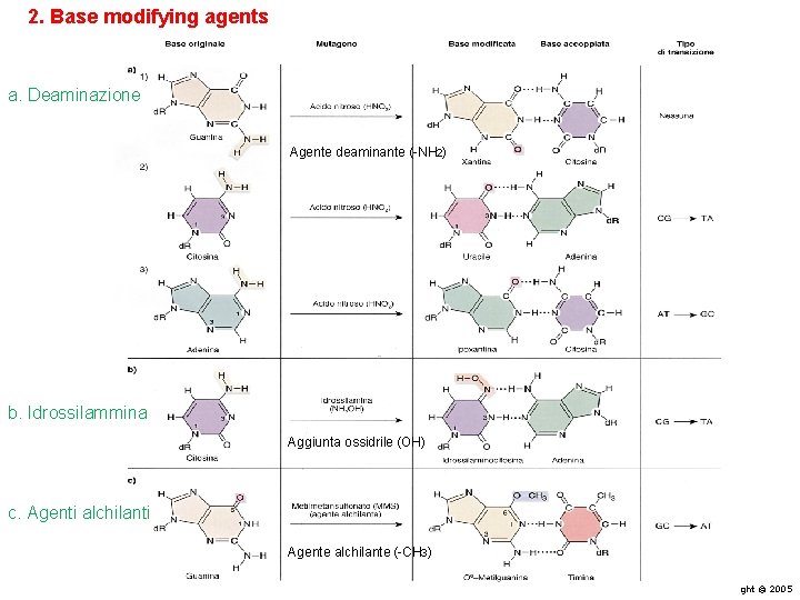 2. Base modifying agents a. Deaminazione Agente deaminante (-NH 2) b. Idrossilammina Aggiunta ossidrile