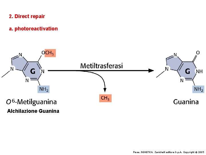2. Direct repair a. photoreactivation Alchilazione Guanina Pierce, GENETICA, Zanichelli editore S. p. A.