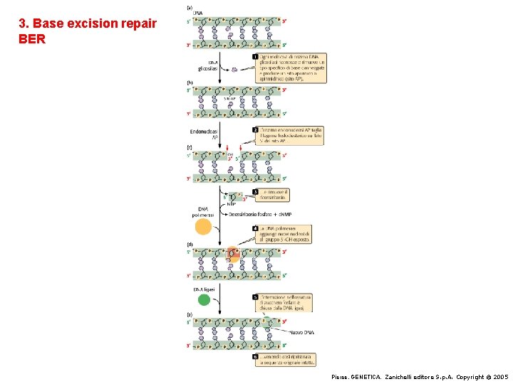 3. Base excision repair BER Pierce, GENETICA, Zanichelli editore S. p. A. Copyright ©