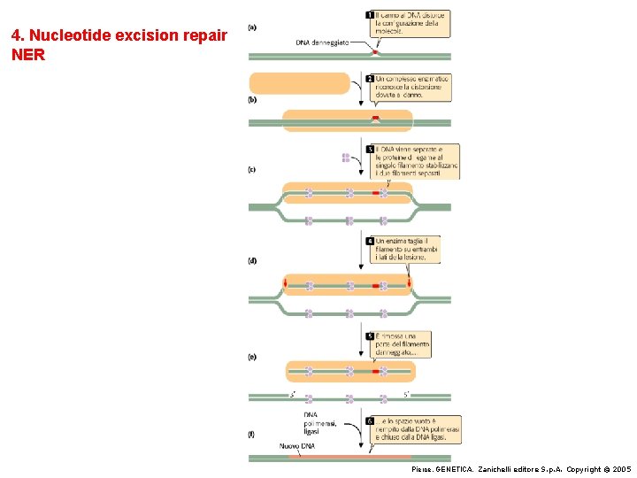 4. Nucleotide excision repair NER Pierce, GENETICA, Zanichelli editore S. p. A. Copyright ©