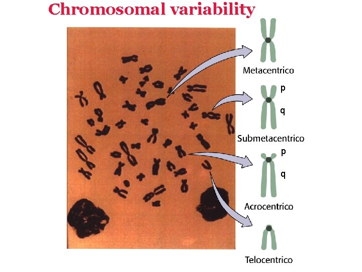 Chromosomal variability p q 