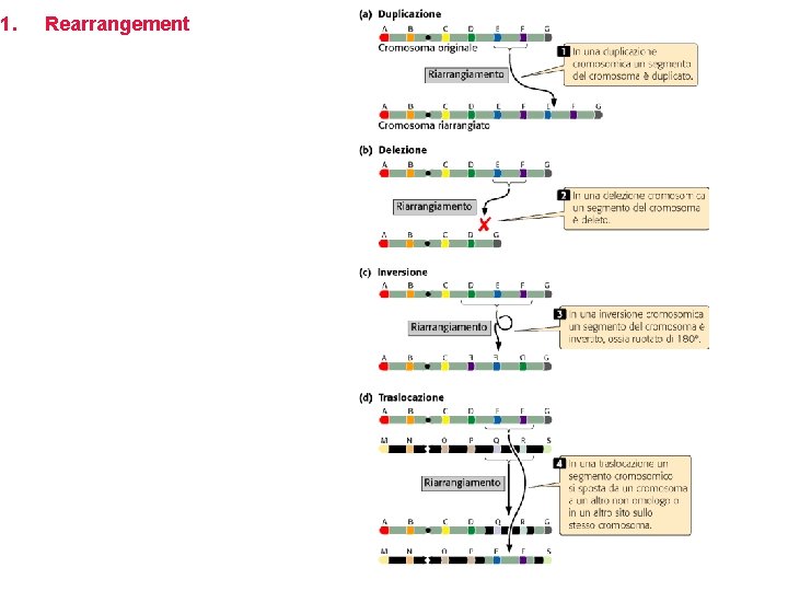 1. Rearrangement 